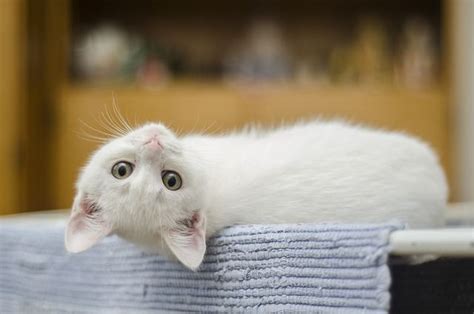 たるみ治療ランキング - なぜ猫はたるみ治療に興味を持たないのか？